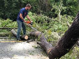 Best Firewood Processing and Delivery  in Kensington, NY