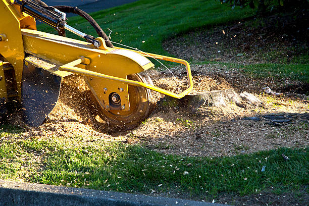Best Emergency Tree Removal  in Kensington, NY