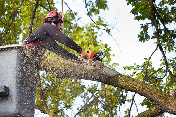 Best Lawn Mowing  in Kensington, NY